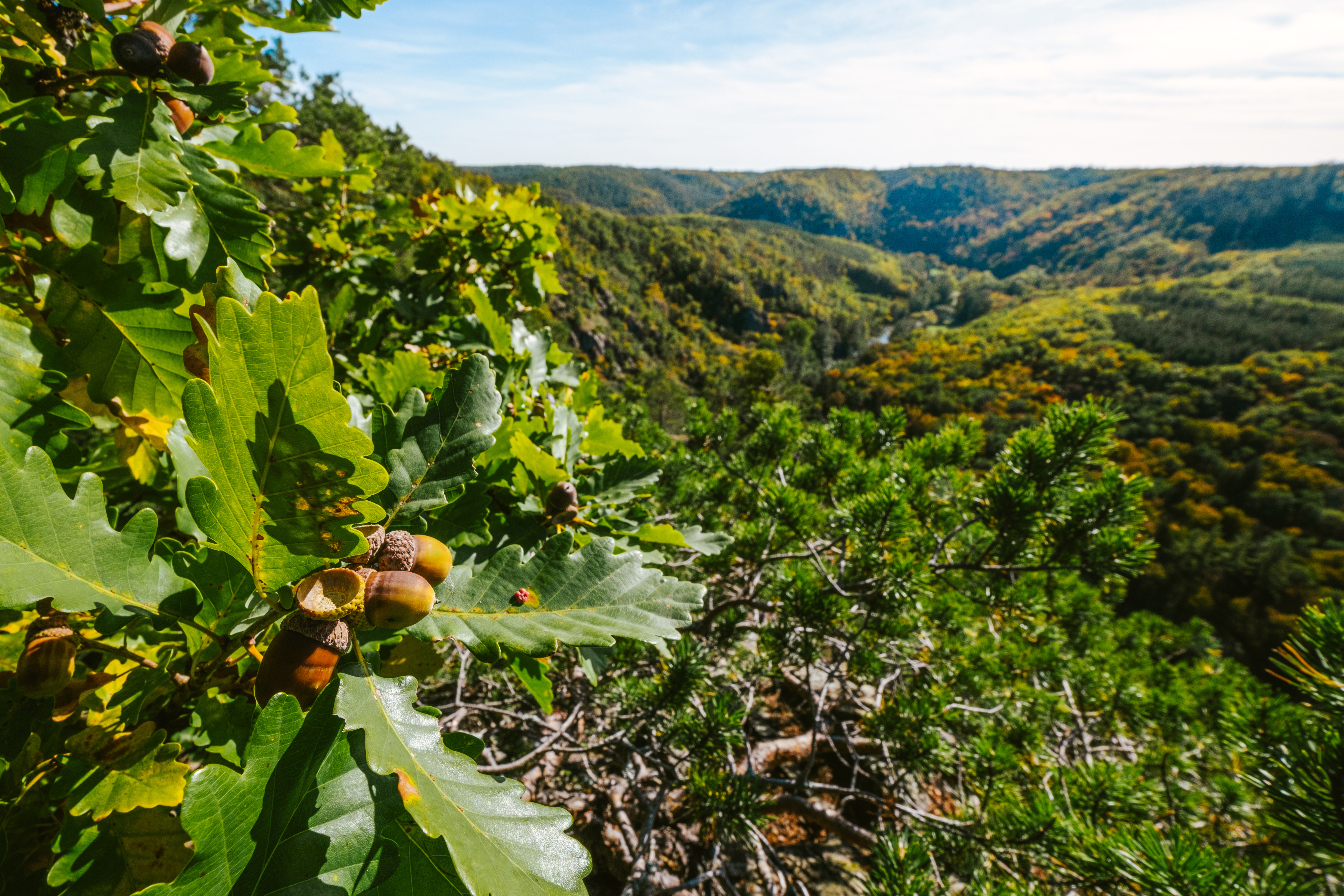 Údolí řeky Jihlavy
